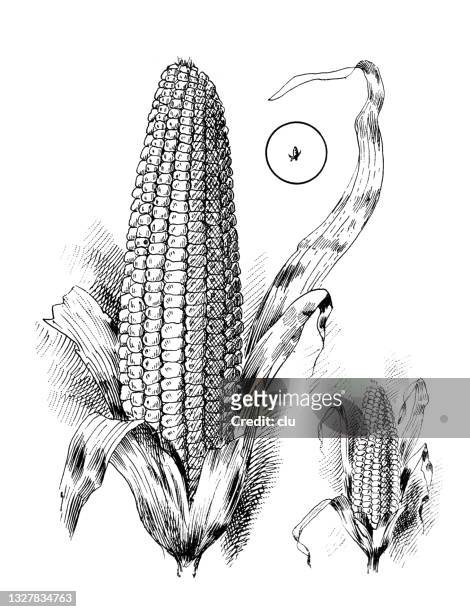 illustration eines maiskolbens - mais stock-grafiken, -clipart, -cartoons und -symbole