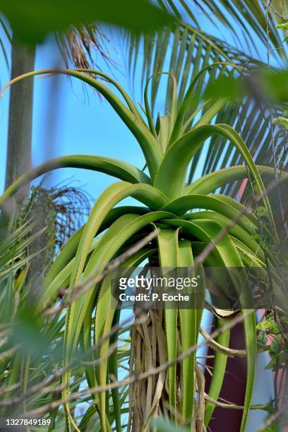 reunion island, tillandsia fasciculata, plant called "air plant" (tillandsia fasciculata - bromeliaceae) - fasciculata stock pictures, royalty-free photos & images