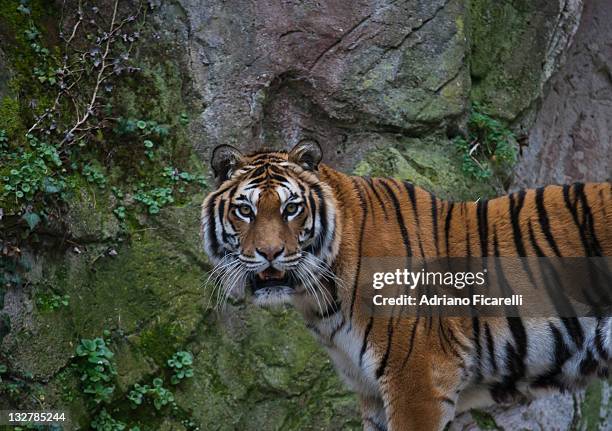 tiger in zoo - adriano ficarelli stockfoto's en -beelden