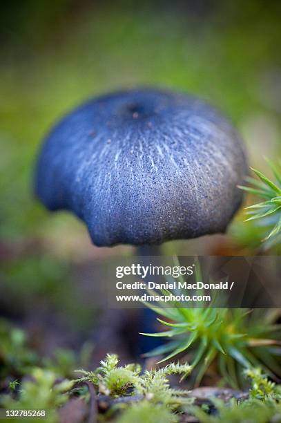 small black mushroom in northern california - メンドシノ ストックフォト�と画像