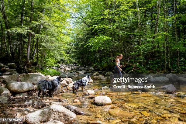 teenager playing near water with dogs - white mountain national forest stockfoto's en -beelden