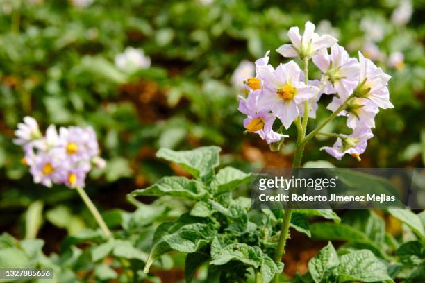 close-up flowers of potato plants - kartoffelblüte nahaufnahme stock-fotos und bilder