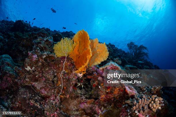 coral reef - palau, micronesia - gorgonia sp stock pictures, royalty-free photos & images