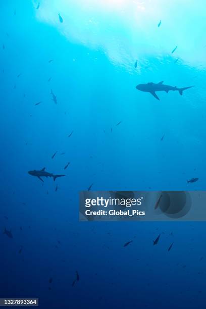 grey reef shark (carcharhinus amblyrhynchos) - palau, micronesia - shark underwater stock pictures, royalty-free photos & images