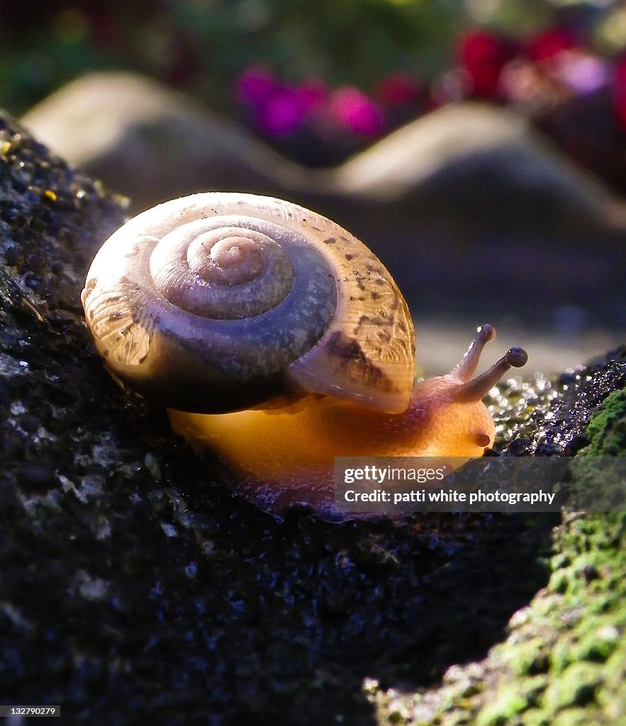 Snail