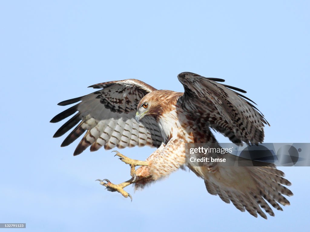 Red-tailed Hawk