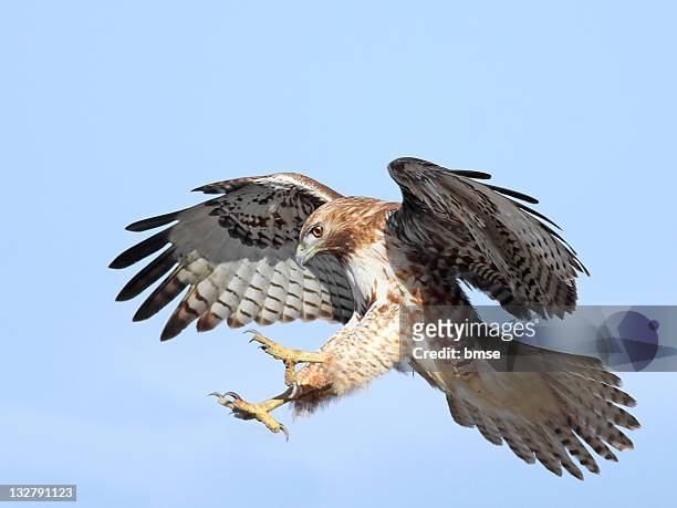 red-tailed hawk - ave de rapiña fotografías e imágenes de stock