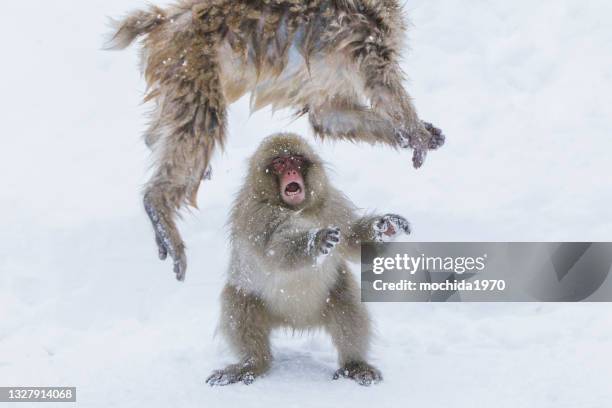 snow monkey - snow monkeys stock-fotos und bilder