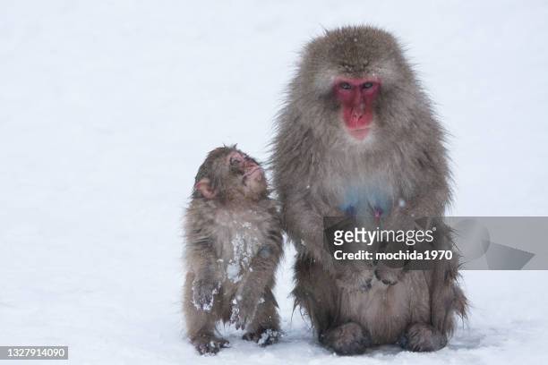 snow monkey - animal family stock pictures, royalty-free photos & images