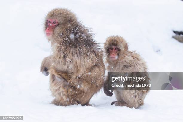 snow monkey - snow monkeys stockfoto's en -beelden