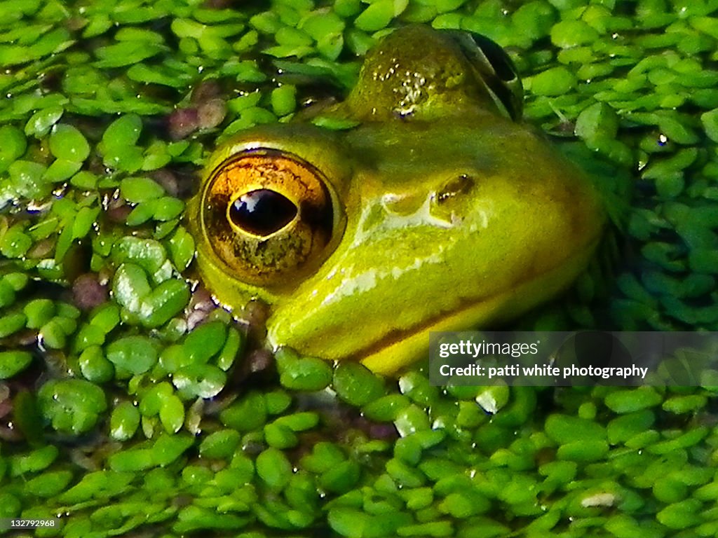 Golden eyed frog surrounded by duck weed in pond