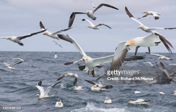 gannets flying over the ocean near the island of noss. - alcatraz común fotografías e imágenes de stock