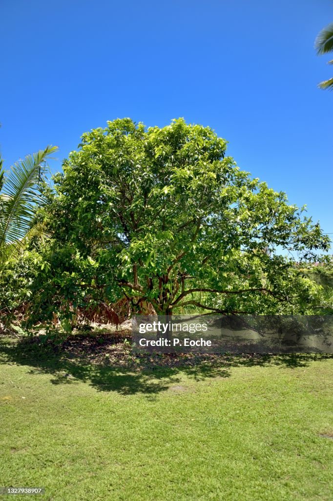 Reunion Island, Black Sapotier