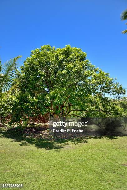 reunion island, black sapotier - black sapote stock pictures, royalty-free photos & images