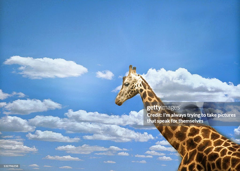 Giraffe against cloudy sky