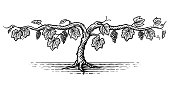 Illustration of a grape vine