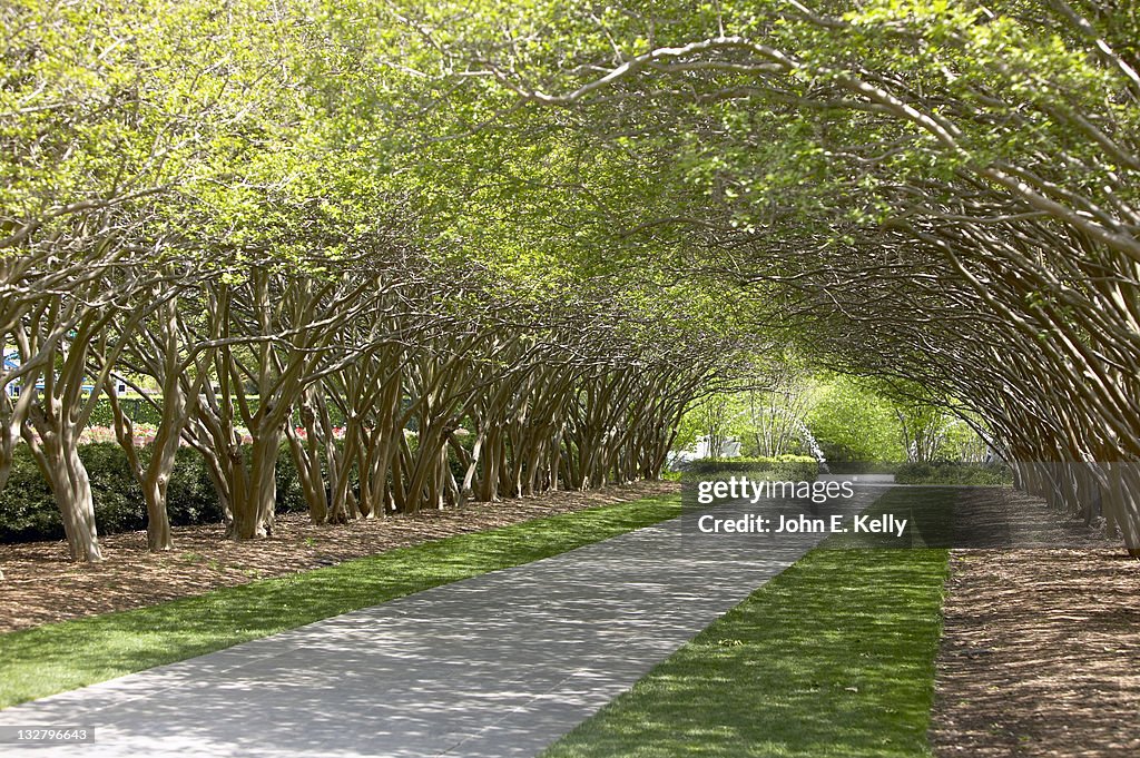 Tree covered walkway, Dallas Arboretum