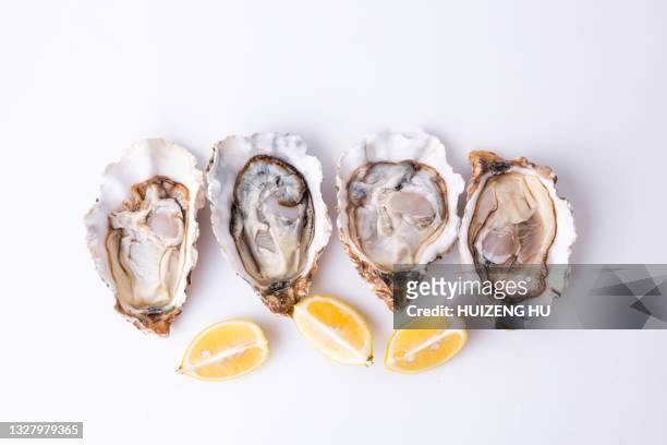 fresh oysters isolated on white background - ostron bildbanksfoton och bilder