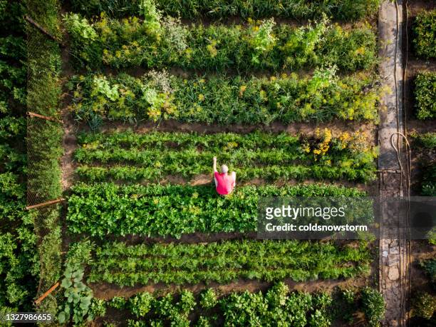 aerial top down view of man working in vegetable garden - vegetable garden imagens e fotografias de stock