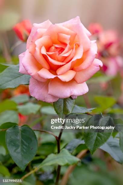 a beautiful summer flowering, pink rose - rosa 'compassion' in soft sunshine - pink rose stock pictures, royalty-free photos & images