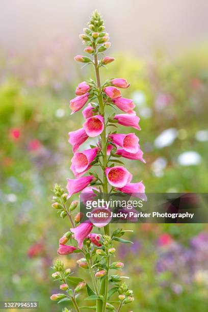 beautiful soft pink summer flowers of digitalis 'arctic fox rose'  a long flowering perennial hybrid foxglove - vingerhoedskruid stockfoto's en -beelden