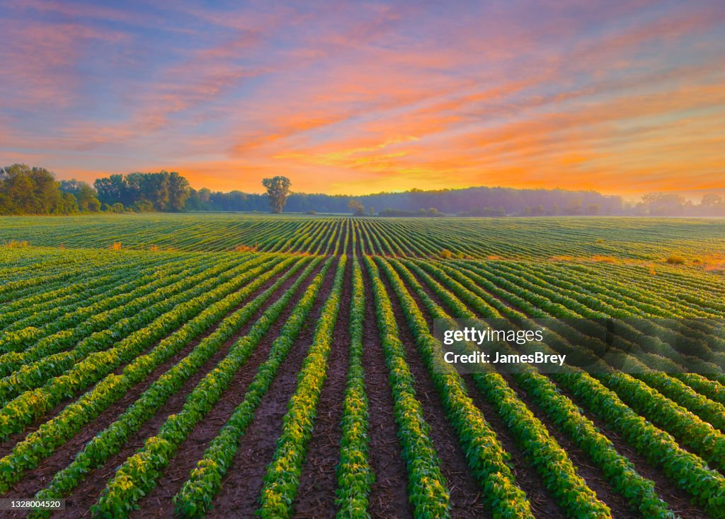 Cultivo de soja joven saludable en el campo al amanecer.