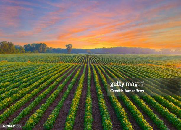 cultivo de soja joven saludable en el campo al amanecer. - granja fotografías e imágenes de stock