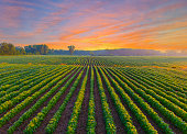 Healthy young soybean crop in field at dawn.