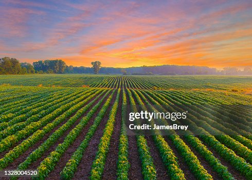 Healthy young soybean crop in field at dawn. Healthy young soybean crop in field at dawn.