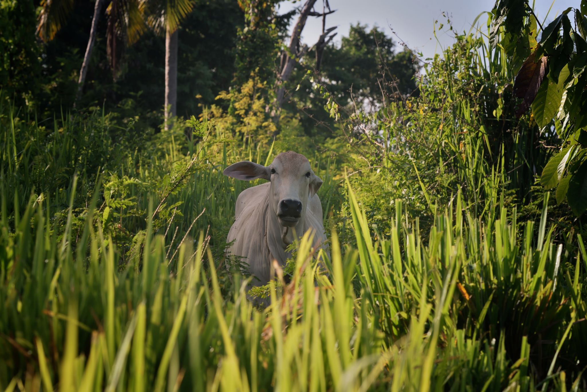 offbeat jamaica