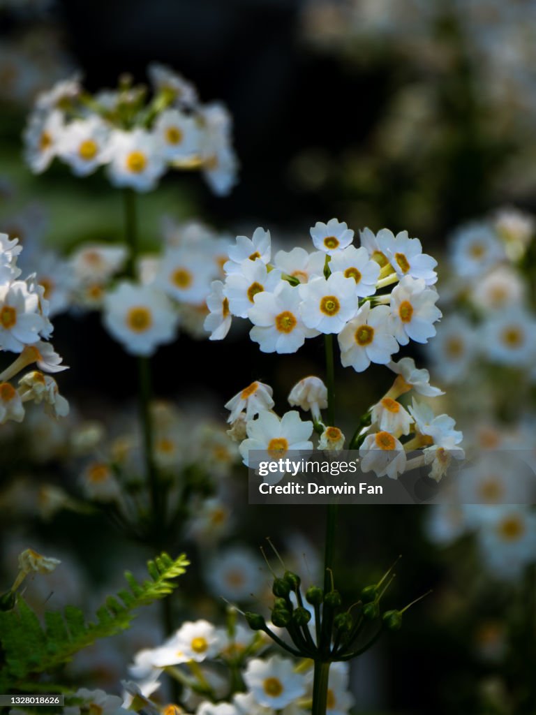 Japanese Primrose, Bellevue Botanical Garden