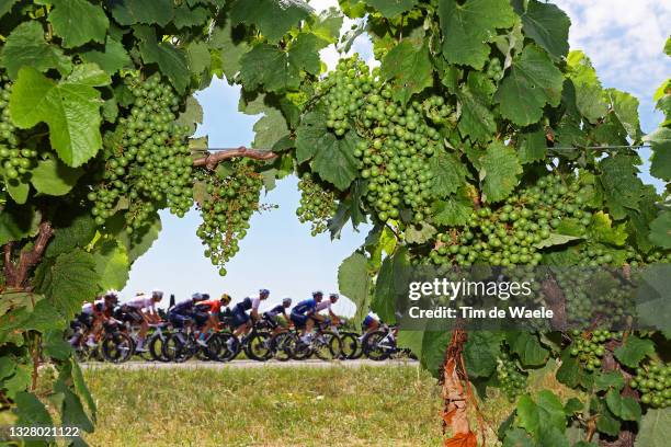 The Peloton passing through a Vineyards field during the 108th Tour de France 2021, Stage 14 a 183,7km stage from Carcassonne to Quillan / @LeTour /...