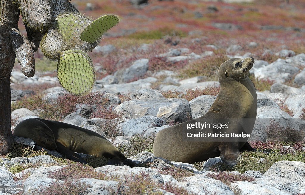 Galapagos Islands - Ecuador