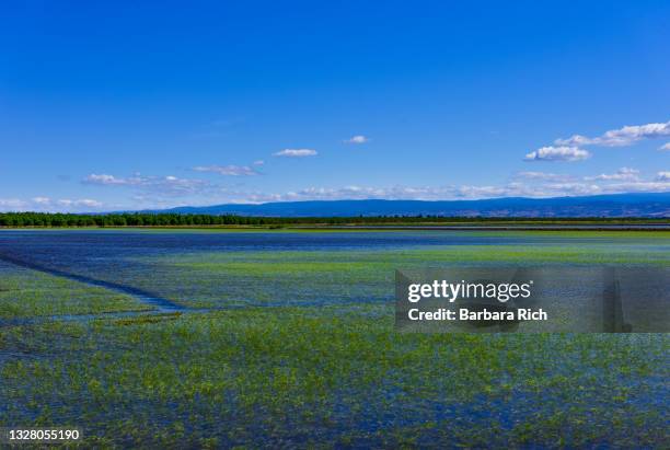 California Rice Field Photos and Premium High Res Pictures - Getty Images
