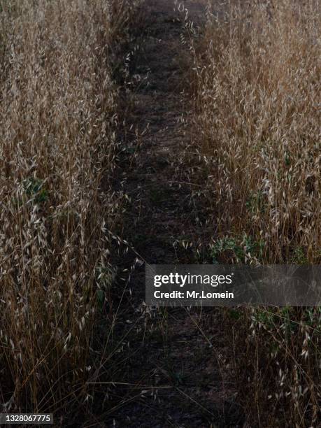 camino de heno de avena - heno stockfoto's en -beelden