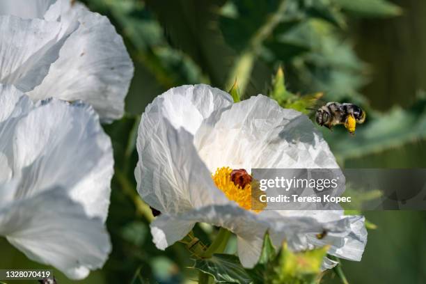 bee hovering crested prickly poppy - giant bee stock pictures, royalty-free photos & images