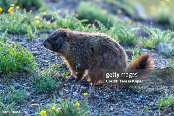 yellow-bellied marmot series - funny groundhog 個照片及圖片檔