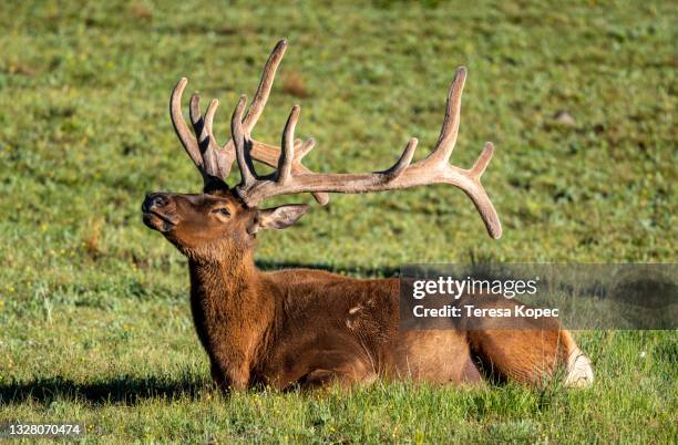 Elk Wide Rack 141 Deer Rack Mount Stock Photos, High-Res Pictures, and Images - Getty ...
