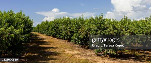 peach orchard road - peach orchard stock pictures, royalty-free photos & images