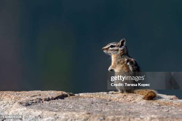 chipmunk perched on rock - chipmunk stock pictures, royalty-free photos & images