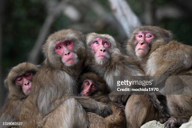 snow monkey - japanese macaque stock pictures, royalty-free photos & images