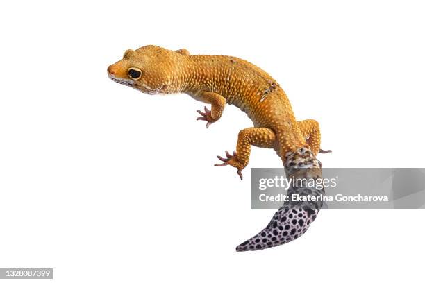 yellow lizard on a white isolated background. - chameleon white background stock pictures, royalty-free photos & images