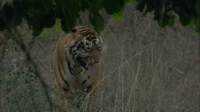 480 Funny Tiger Videos and HD Footage - Getty Images 480 Funny Tiger Videos and HD Footage - Getty Images