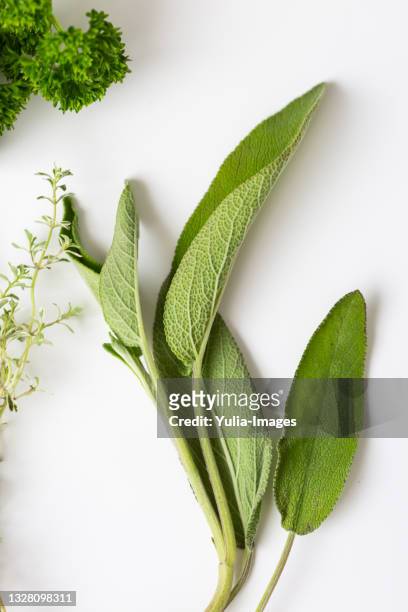 fresh green aromatic sage leaves on white in close up - tea sage stock pictures, royalty-free photos & images