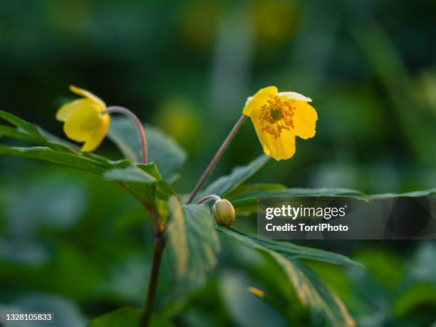 yellow anemone flowers against blurred background with copy space - yellow wood anemone or buttercup anemone stock pictures, royalty-free photos & images