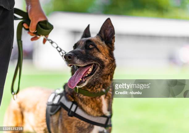 malinois hund - sports training drill stock-fotos und bilder