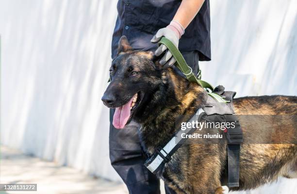 malinois dog - sports training drill bildbanksfoton och bilder