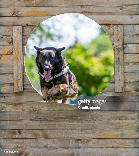 malinois running over obstacles - police dog training stock pictures, royalty-free photos & images