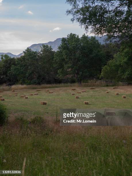 campo con atados de heno de alfalfa - avena - heno stockfoto's en -beelden