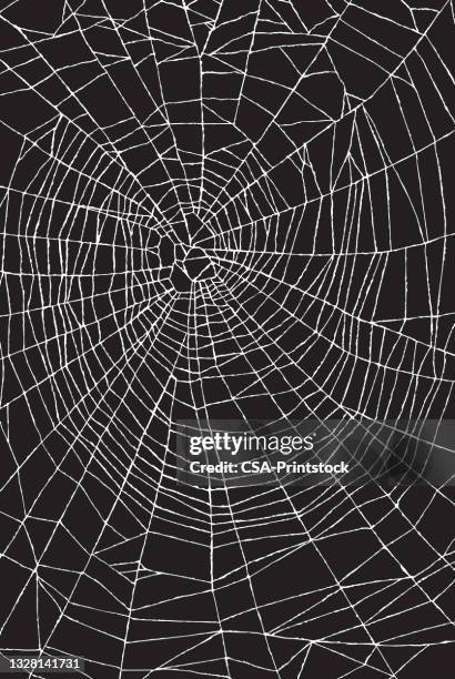 spider web pattern - spider web stock illustrations